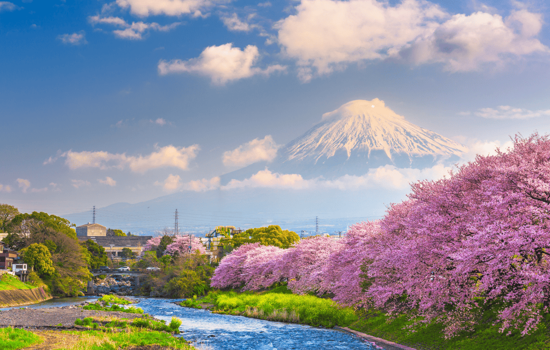 Japan Cherry Blossom Tour Package